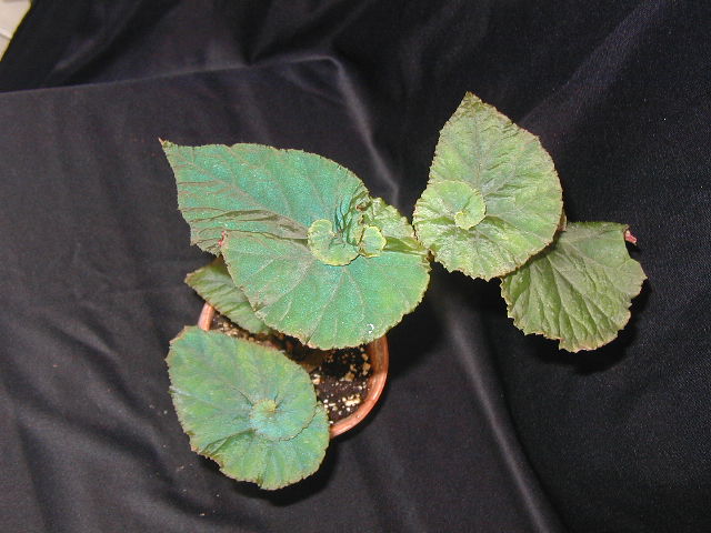 B. ‘Holley’s Blush’